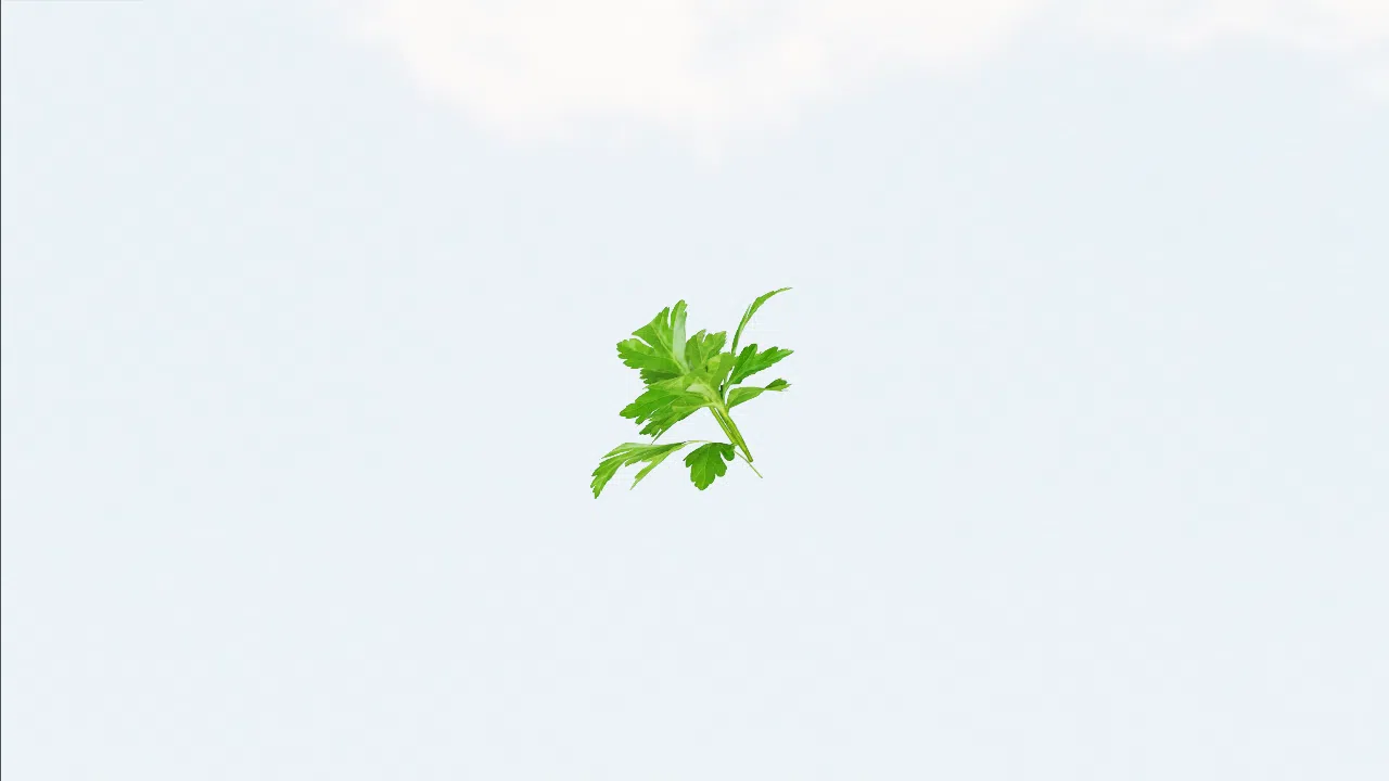 parsley-acotgf photo