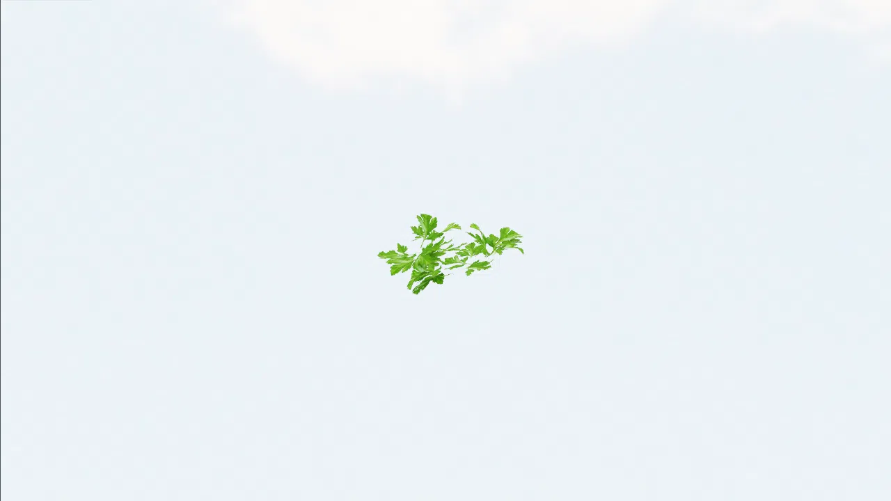 parsley-bvekjv photo