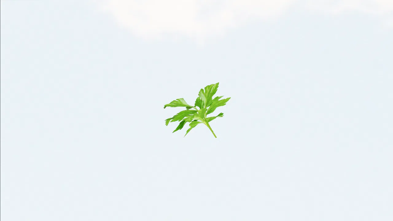 parsley-coghab photo