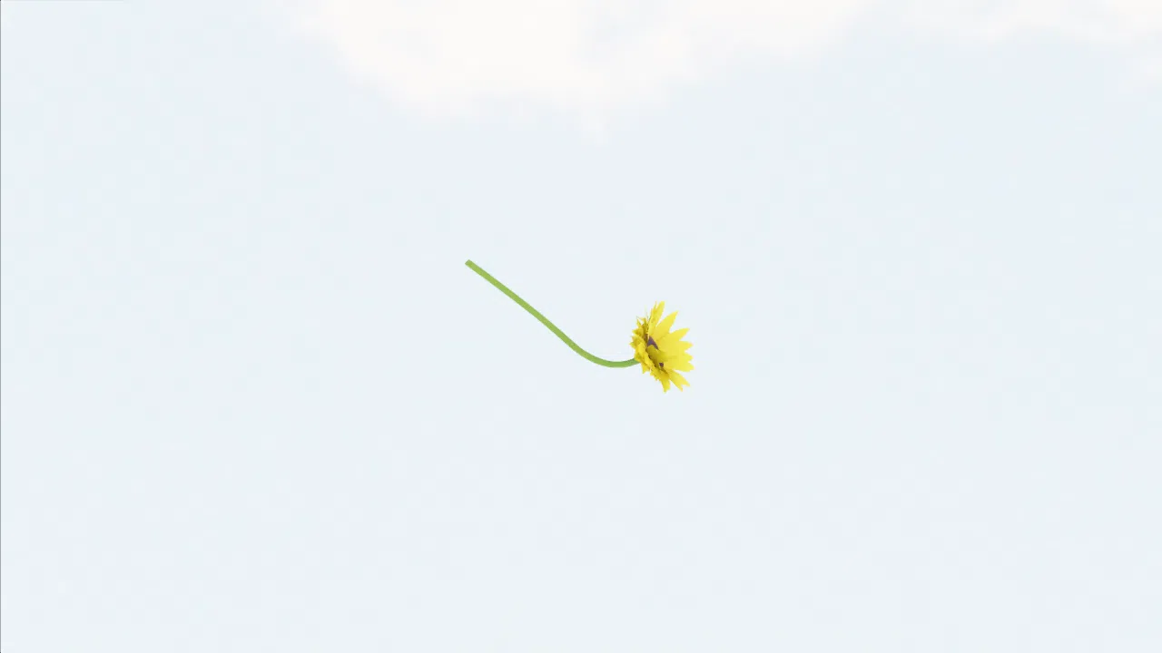 sunflower-dkajbh photo