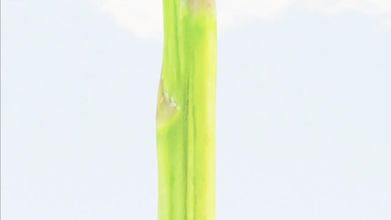 asparagus-eodozo photo