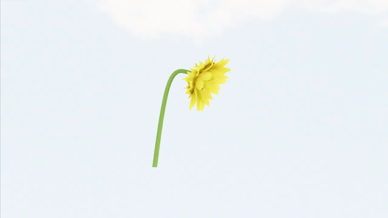 sunflower-itrbng photo