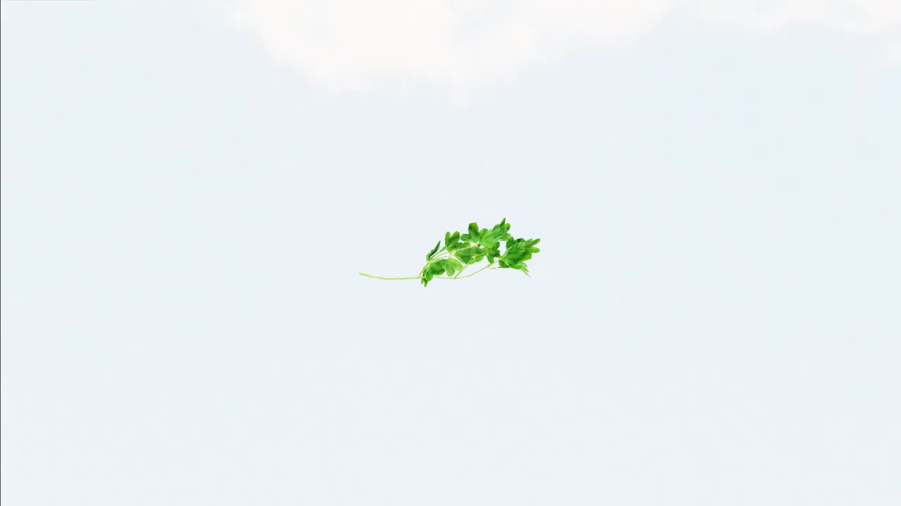 parsley-kkgkkd photo