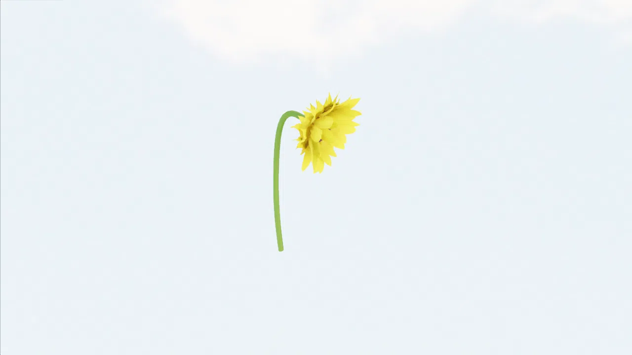 sunflower-mastuj photo