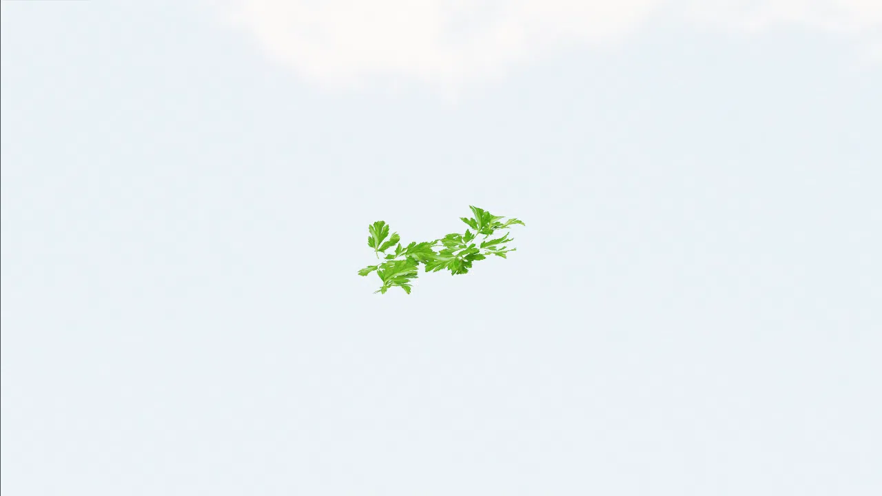 parsley-nasgbx photo