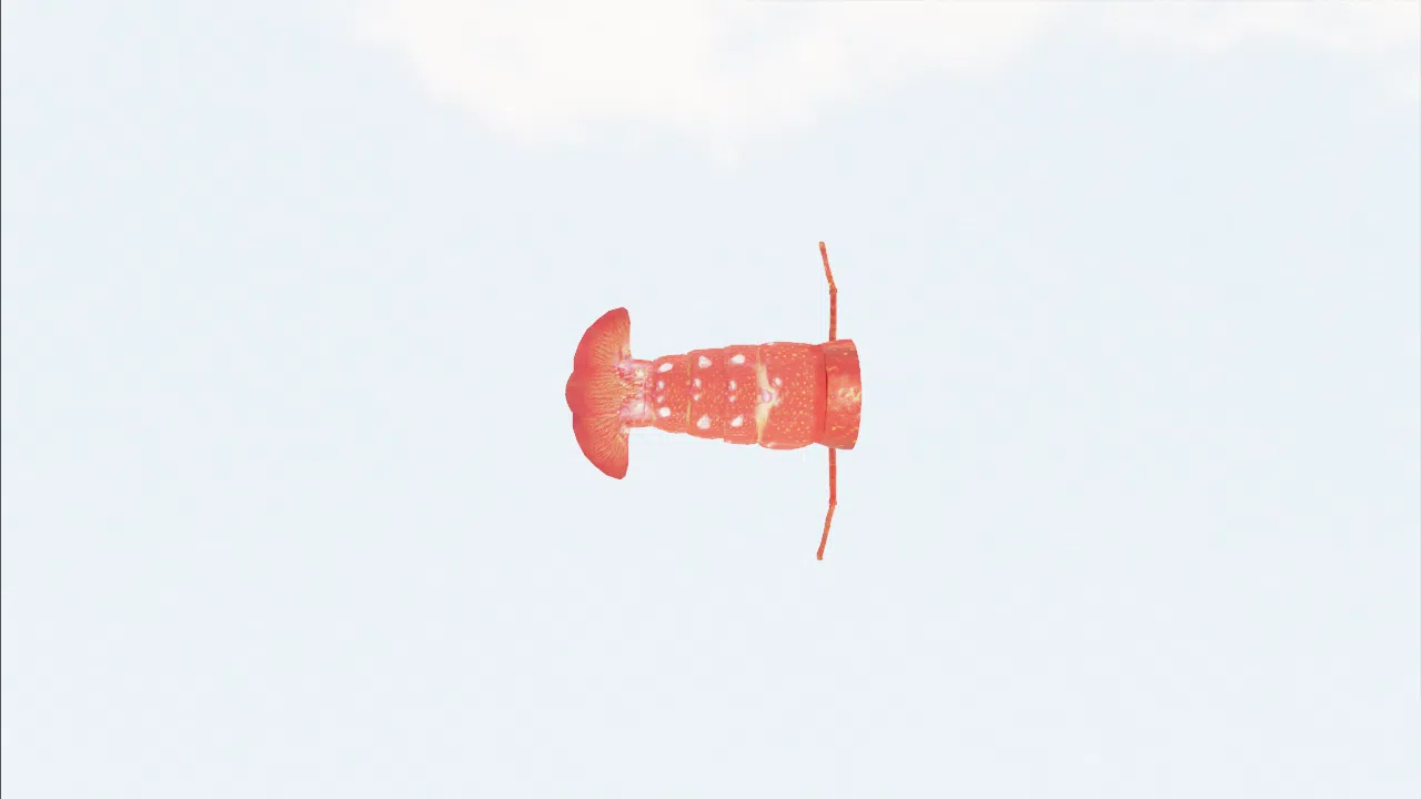 half_lobster-nazfrs photo