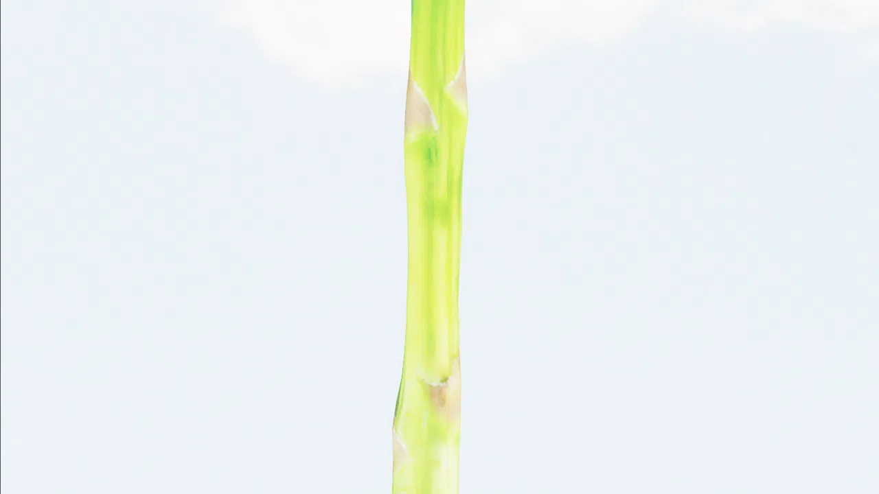 asparagus-npggjn photo