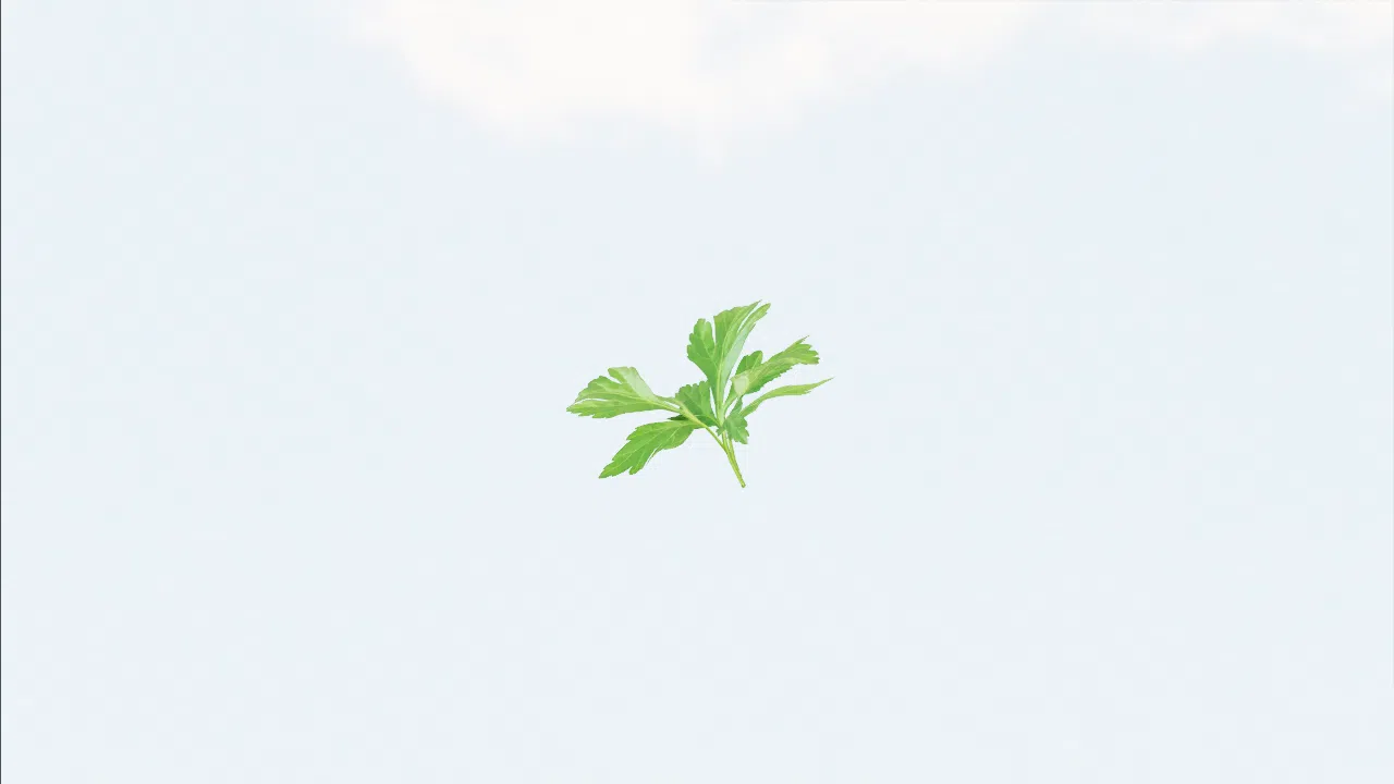 parsley-okmcfy photo