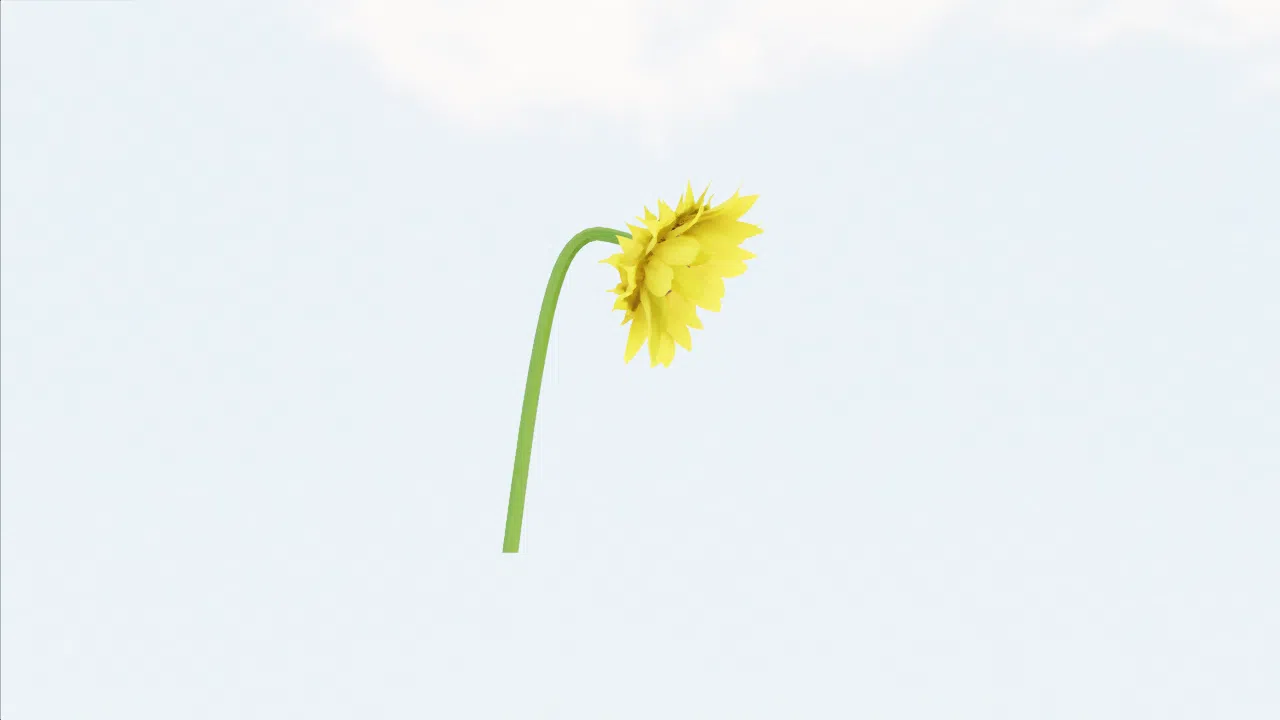 sunflower-ooefvj photo