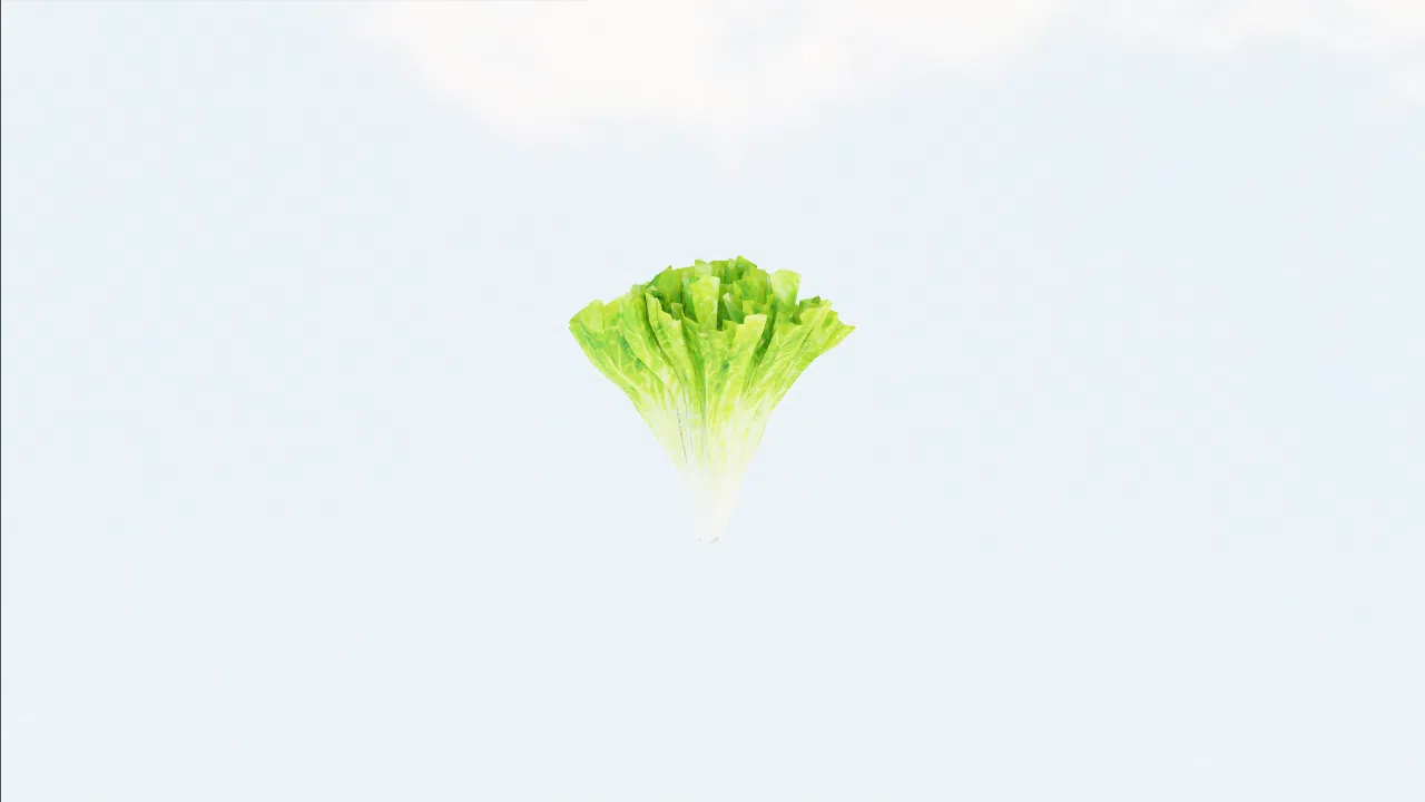 lettuce-orsjxq photo