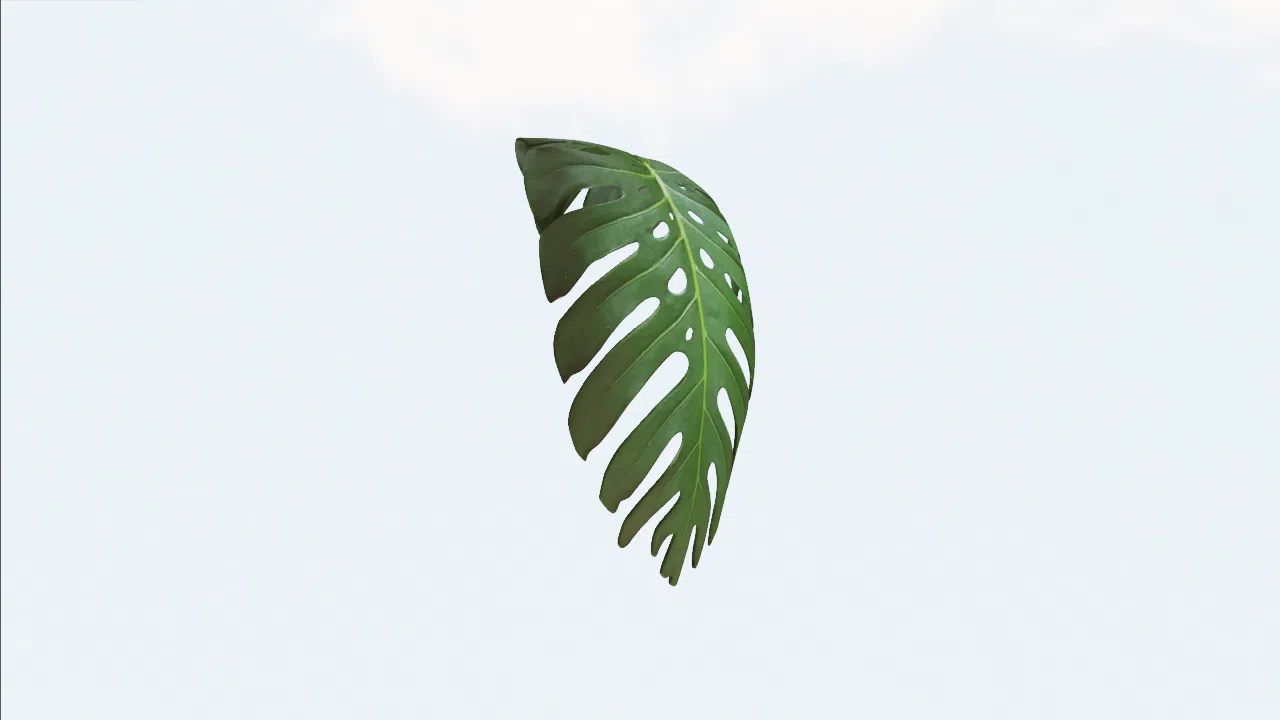 leaf-rqcqvu photo
