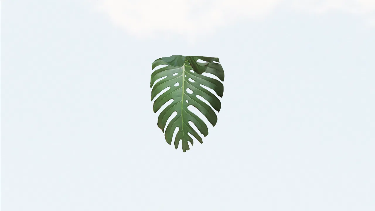 leaf-tvqiye photo