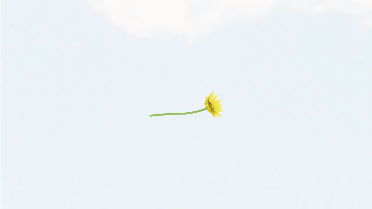 sunflower-vkgdsl photo