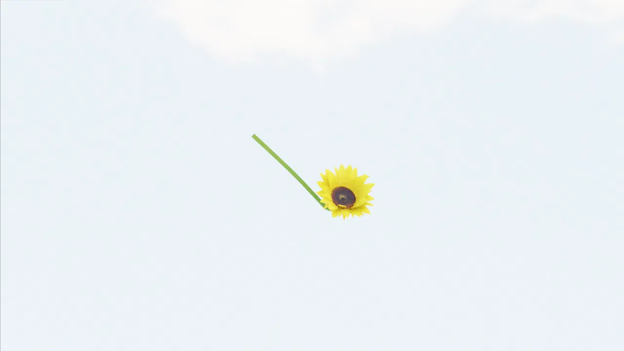 sunflower-wpzsyk photo