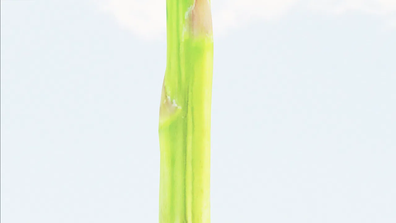 asparagus-xguktb photo