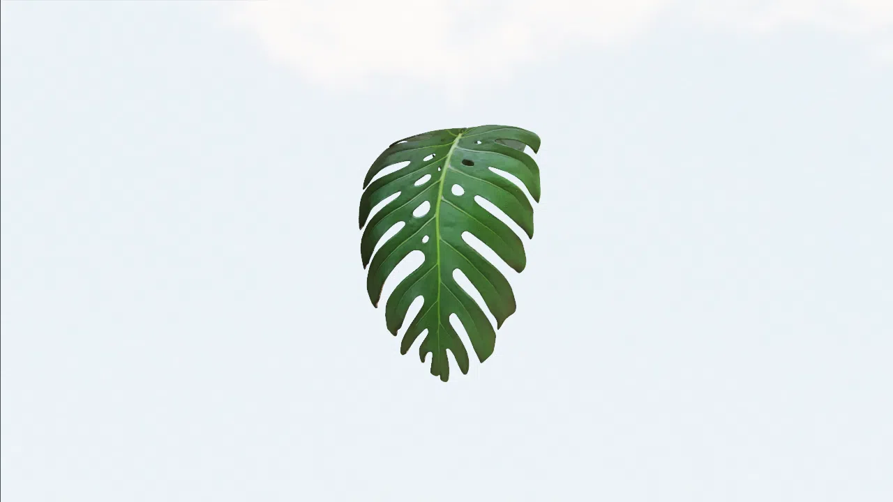leaf-xmzxqj photo