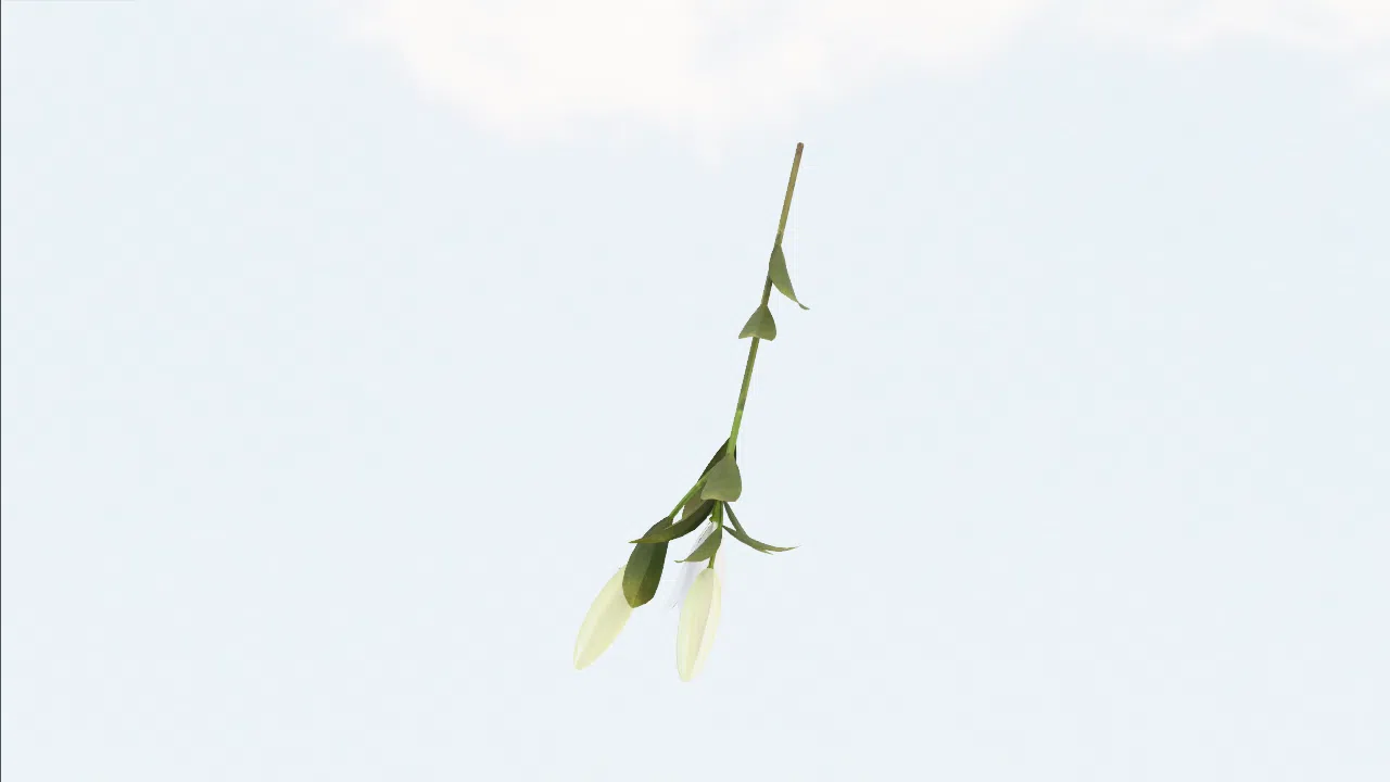 lily-yltekp photo
