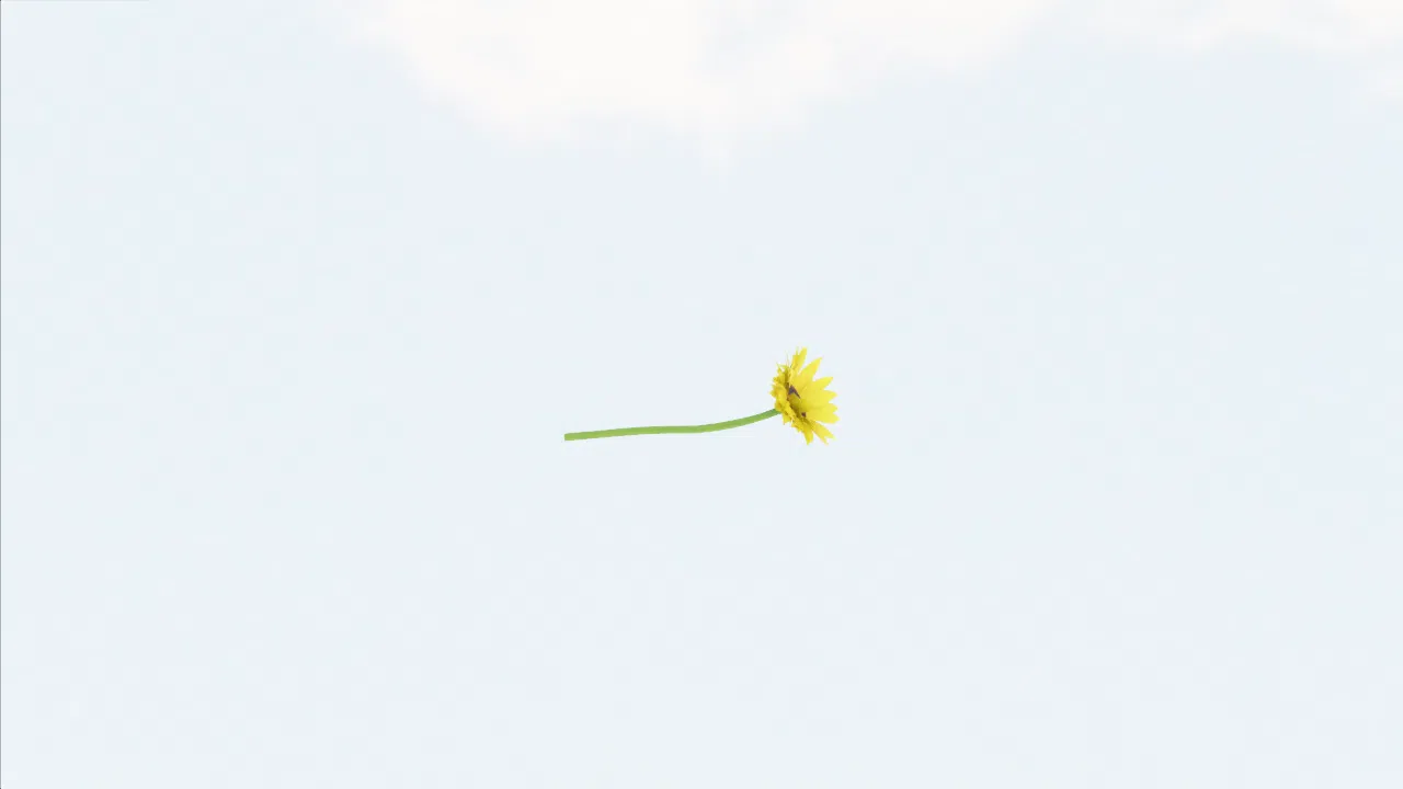 sunflower-ysogni photo