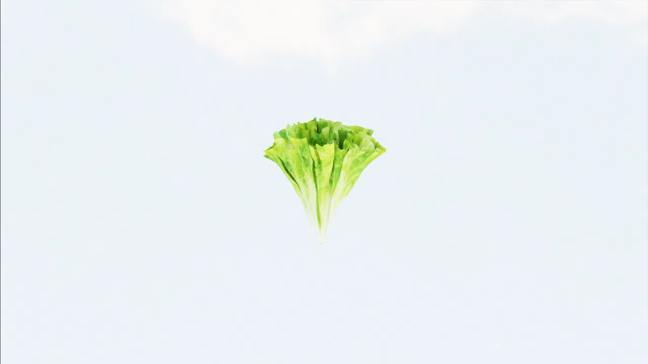 lettuce-yxemcs photo